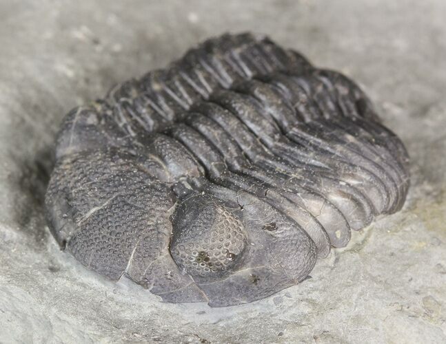 Large Eldredgeops Trilobite In Matrix - New York #44631